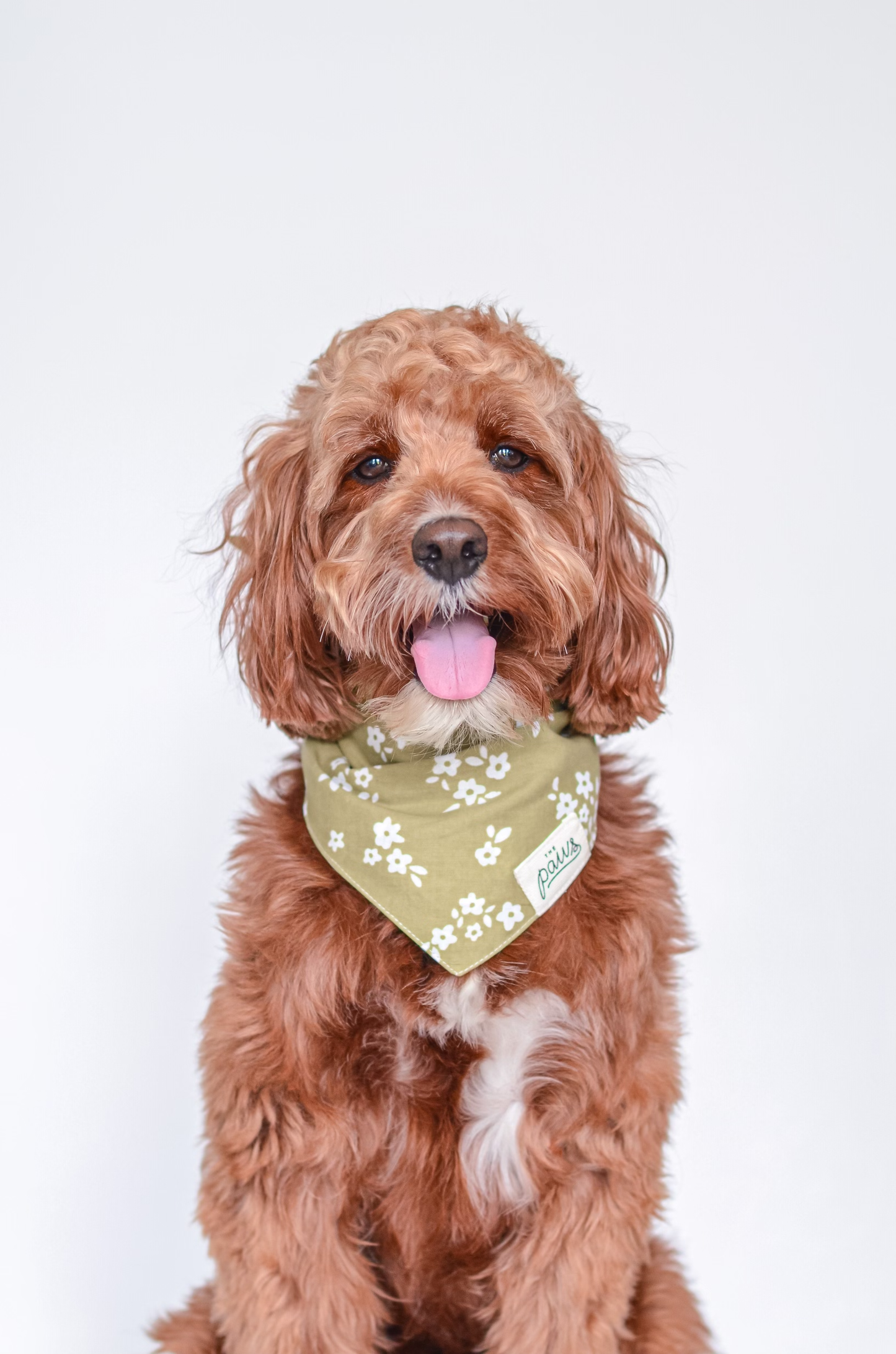 Pippin Dog Bandana