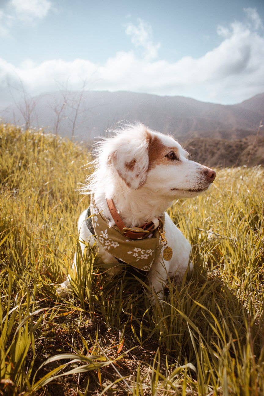 Pippin Dog Bandana