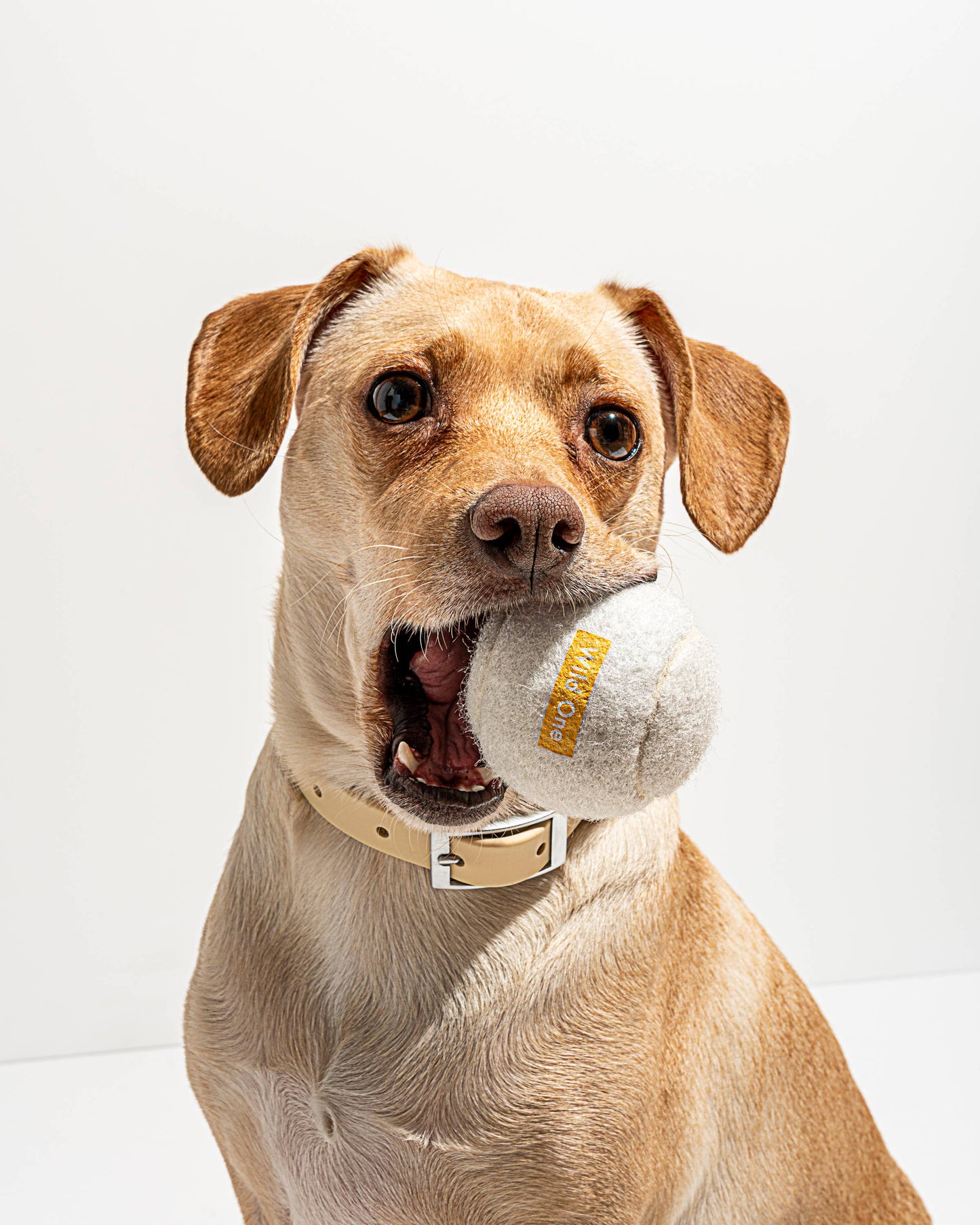 Set of 4 Wild One Tennis Balls in White